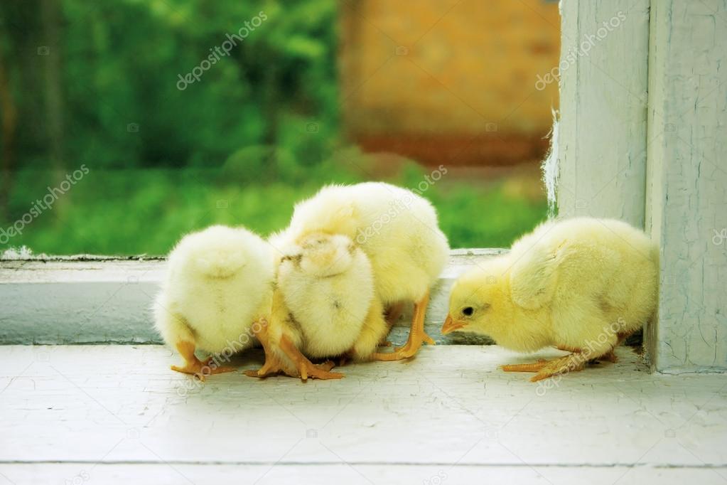 Chicks on the windowsill