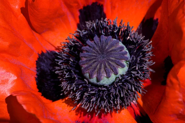 Red poppy close up — Stock Photo, Image