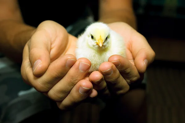 Galinha solteira em mãos humanas — Fotografia de Stock