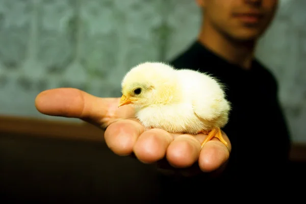 Single chicken in the palm — Stock Photo, Image