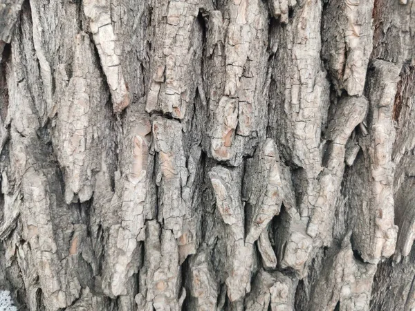 Brun bakgrund struktur stora träd bark — Stockfoto
