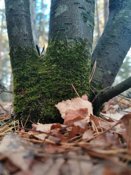 Lumut di akar pohon. latar belakang musim gugur yang indah — Stok Foto