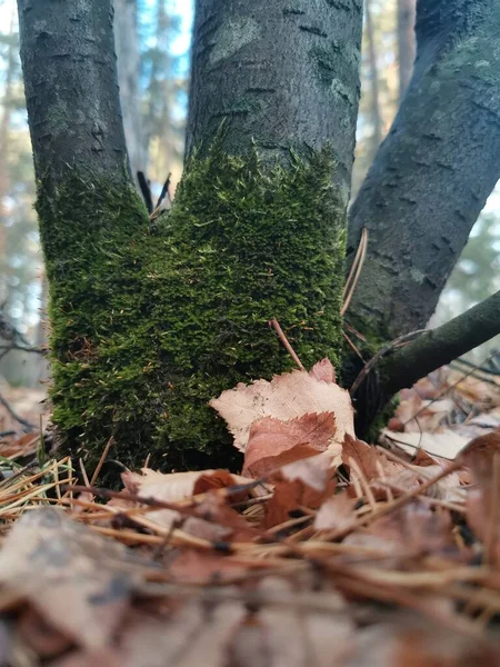 Muschio sulle radici dell'albero. bellissimo sfondo autunno — Foto Stock