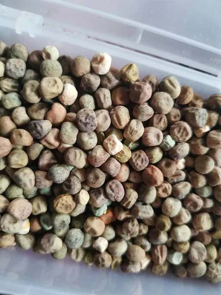 Plastik bir kabın içinde kurutulmuş bezelye tohumları.