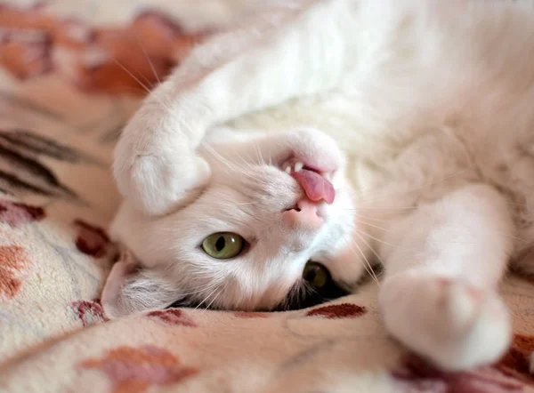 Gato con lengua — Foto de Stock