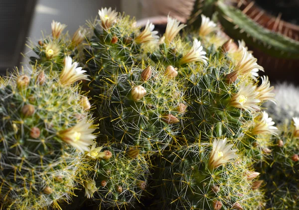 Kaktusz sárga virággal — Stock Fotó