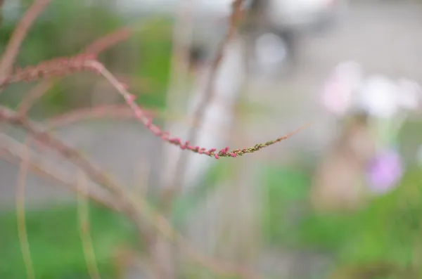 春花 — 图库照片