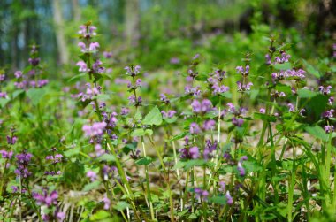 Ormanda çiçekler ve çimenler