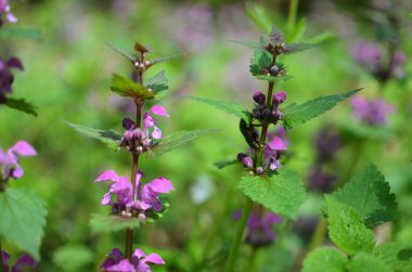 Ormanda çiçekler ve çimenler