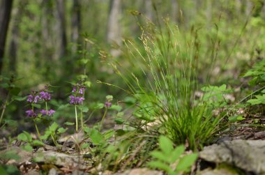 Ormanda çiçekler ve çimenler