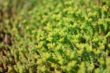 Ormanda çiçekler ve çimenler