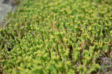 Ormanda çiçekler ve çimenler