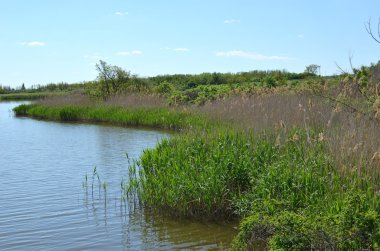 Bitkiler ile kırsal Gölü