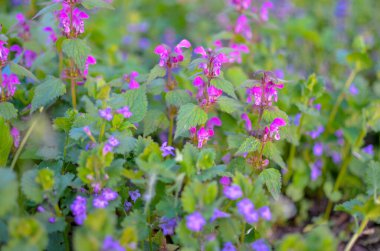 Menekşe çiçekli arka plan. Lavanta alanı, mavi efekt. Provence tarzı. Bitki çiçekleri sessiz tonlarda