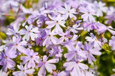 Beyaz mor çiçekler ve yeşil yapraklar.