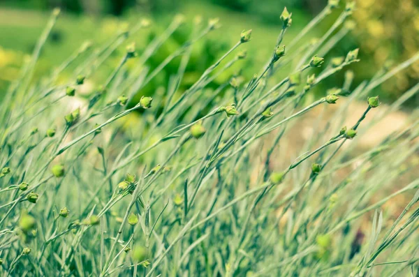 Fundo verde cinzento de macro foto de cravo pinado ou cravo em botões Dianthus plumatius com foco seletivo, grande formato — Fotografia de Stock