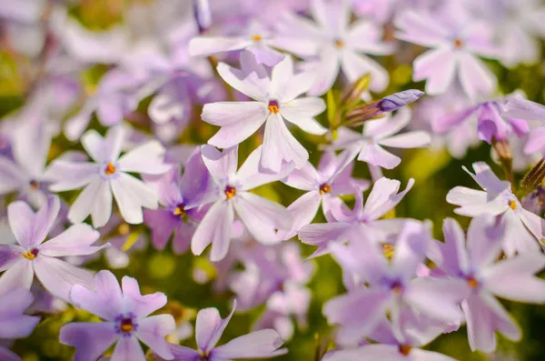 Białe purpurowe kwiaty i zielone liście beckground — Zdjęcie stockowe