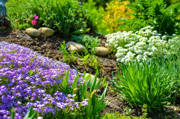 Клумба з камінням, біло-фіолетовими квітами і безліччю зелених рослин Стокове Зображення