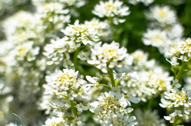 İberis saxatilis, amara veya acı şekerleme. Bir sürü beyaz çiçek.