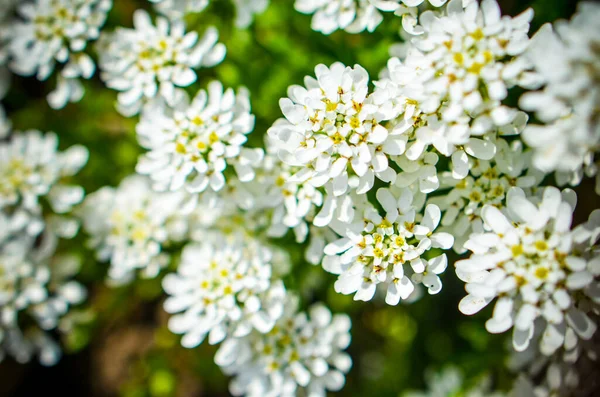 Iberis saxatilis, amara lub gorzki Candytuft wiele białych kwiatów — Zdjęcie stockowe