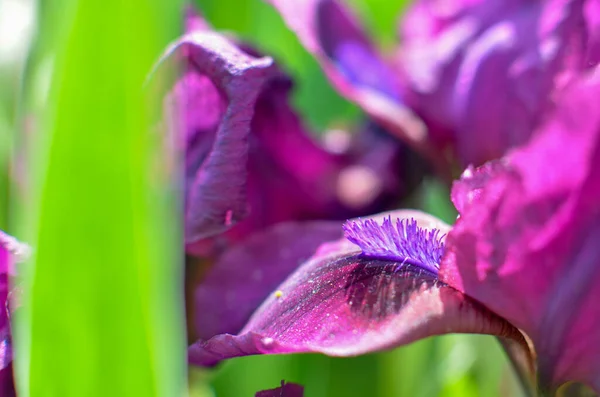 Eine Nahaufnahme einer schwarzen samtartigen Iris Iridaceae Blume — Stockfoto