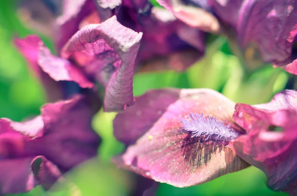 黒いベルベットのひげを生やした虹彩の塊｜Iridaea花 — ストック写真