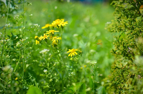 Campo verde ou prado com flores amarelas e grama verde — Fotografia de Stock