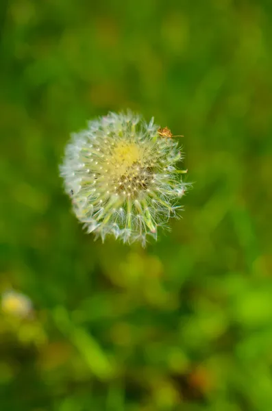 Diente de león redondo con blanco en el campo — Foto de Stock