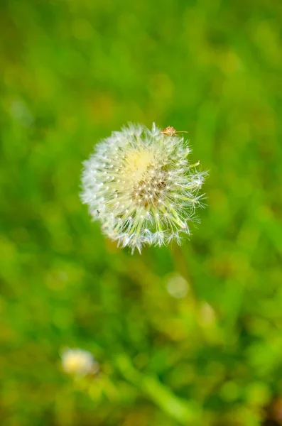 Круглый одуванчик с белым на поле — стоковое фото