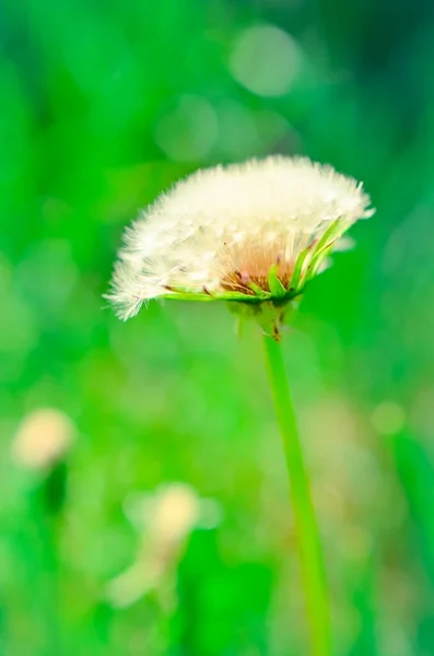 Dente di leone rotondo con piuma bianca sul campo — Foto Stock