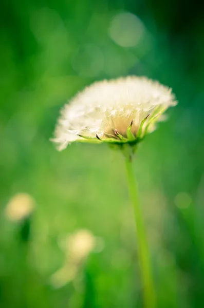 Diente de león redondo con blanco en el campo —  Fotos de Stock