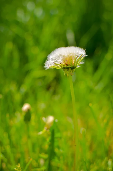 Diente de león redondo con blanco en el campo —  Fotos de Stock