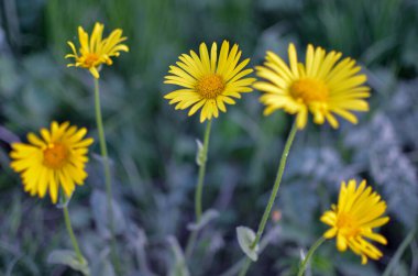 Doğal yeşil arka planda sarı çiçekler