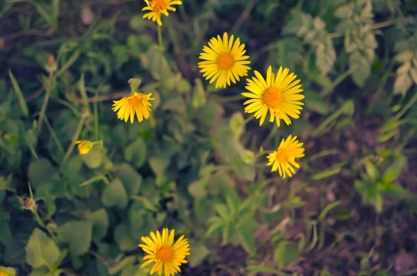 Flores amarillas sobre fondo verde natural borroso —  Fotos de Stock