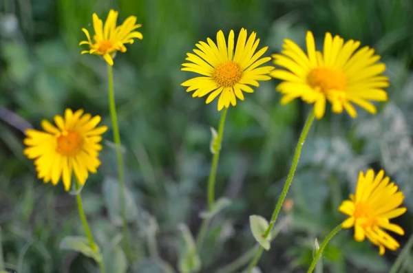 Sárga virágok természetes zöld homályos háttér — Stock Fotó