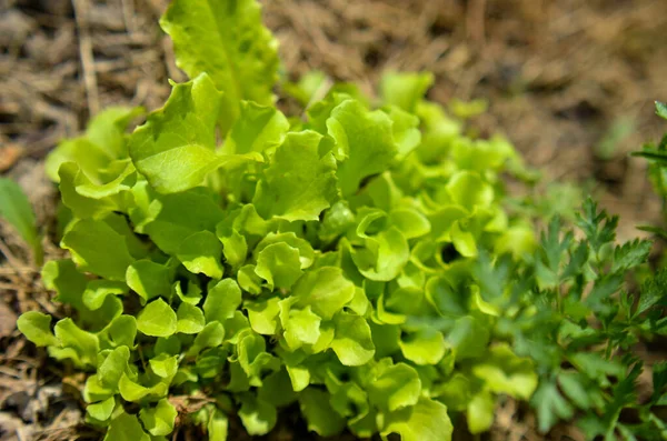 Ensalada de lechuga verde fresca o Lactuca que crece en un jardín —  Fotos de Stock