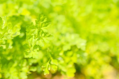 Taze yeşil lahana salatası mı yoksa bahçede yetişen laktuca mı?