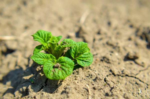 Primavera verde jovem de batatas na terra, agricultura orgânica — Fotografia de Stock