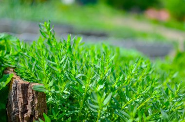 Bahçedeki yeşil taze bitkilerin detaylı görüntüsü