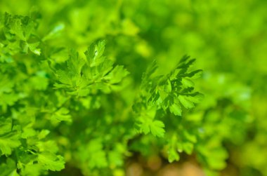 Bahçede organik yeşil maydanoz yetişiyor. Maydanoz yaprakları yakın plan