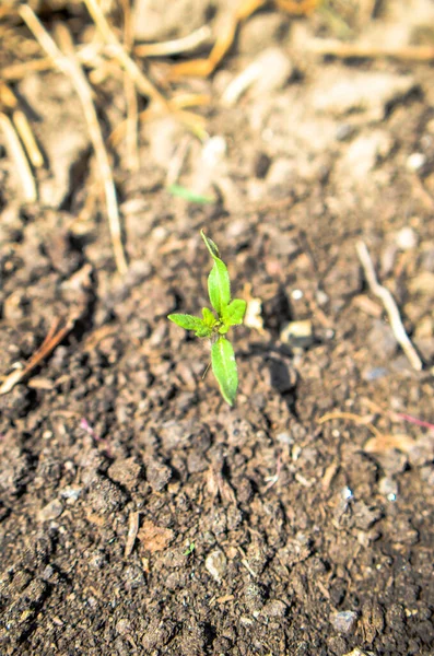 O broto verde cresce a partir da semente. Símbolo de primavera, conceito de nova vida — Fotografia de Stock