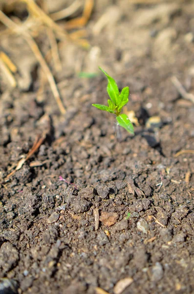 O broto verde cresce a partir da semente. Símbolo de primavera, conceito de nova vida — Fotografia de Stock