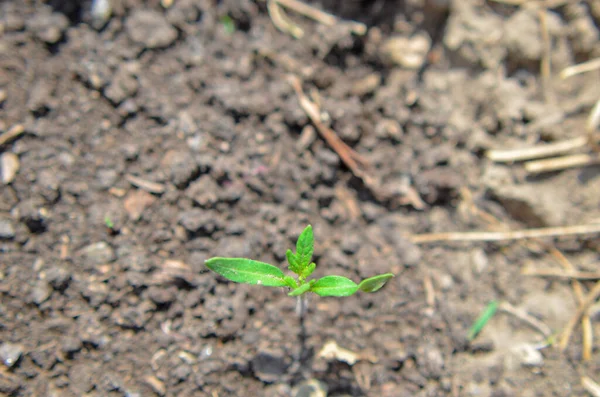 O broto verde cresce a partir da semente. Símbolo de primavera, conceito de nova vida — Fotografia de Stock