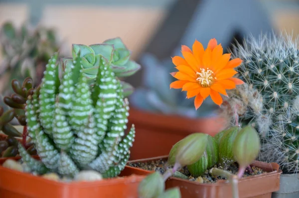 Fleur orange de cactus fleurissent au balcon — Photo