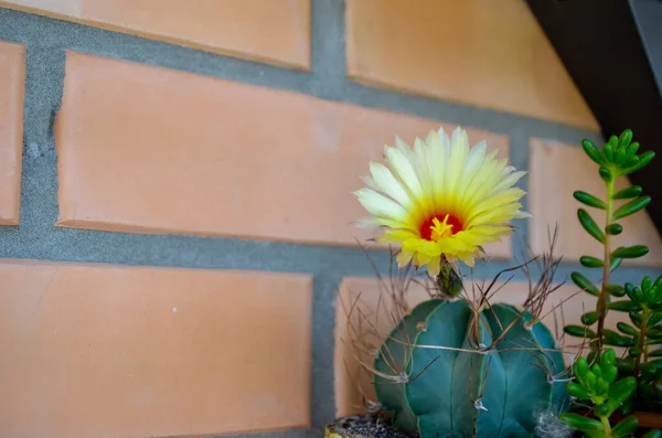 Beautiful view of a yellow flowering cactus — 图库照片