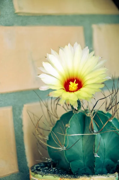 Hermosa vista de un cactus de flor amarilla —  Fotos de Stock