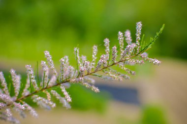 Turkuaz arka planda açan pembe bir Tamarix dalı.