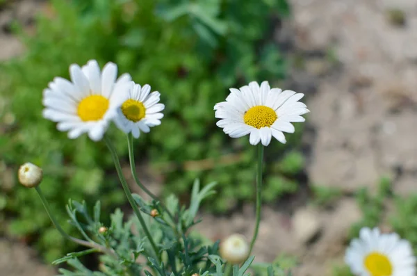 Close-up of white and yellow spring daisy flowers and yellow dandelions — Stock Photo, Image