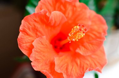 Yeşil arka planda kırmızı amber çiçeği. Balkon bahçesinde, yakın plan.