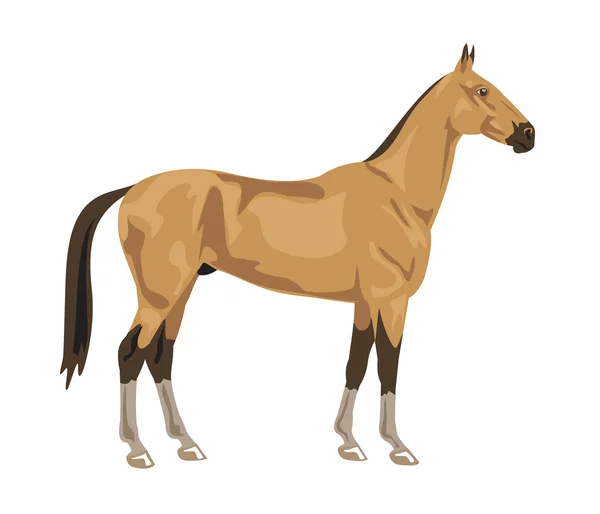 Akhal Teke raça de cavalos — Vetor de Stock